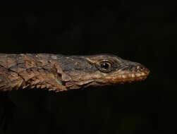 Image of Mclachlan's Girdled Lizard