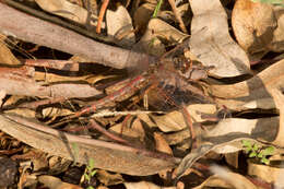 Image of Variegated Meadowhawk