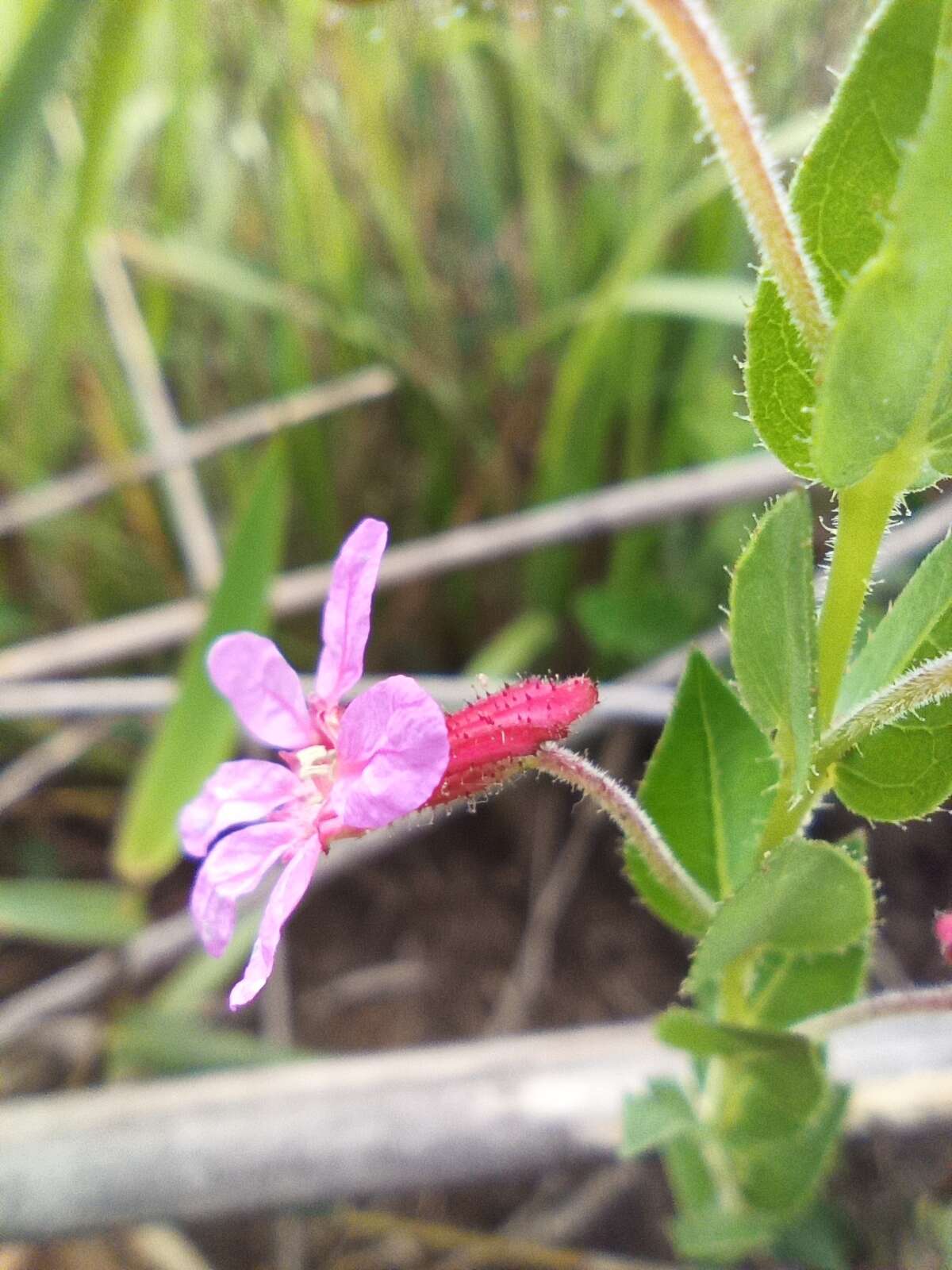 Image of Cuphea linarioides Cham. & Schltdl.