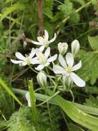 Image of Ornithogalum orthophyllum subsp. kochii (Parl.) Zahar.