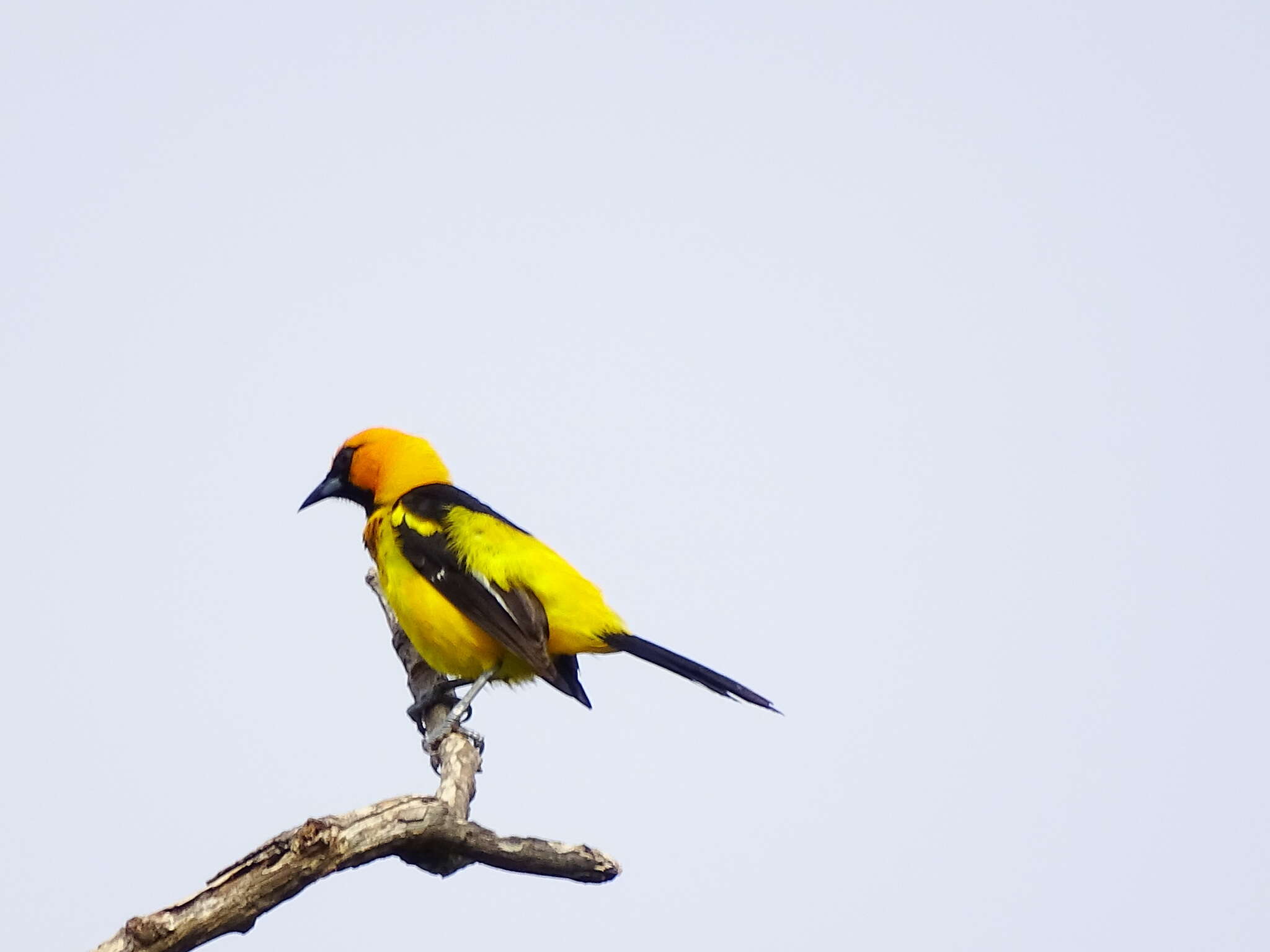 Image of Spot-breasted Oriole