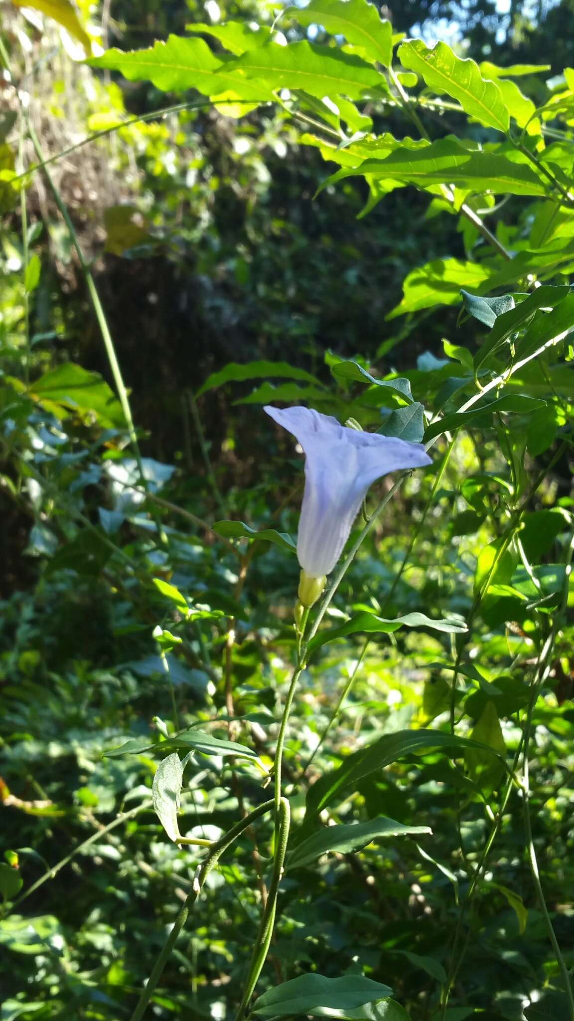 Image of Bonamia spectabilis (Boj. ex Choisy) Hall. fil.