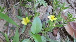 Image of Portulaca cryptopetala Speg.