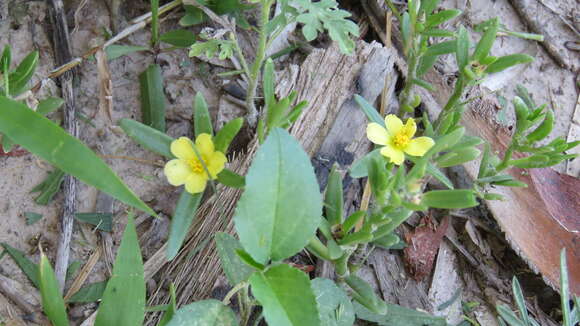 Image of Portulaca cryptopetala Speg.