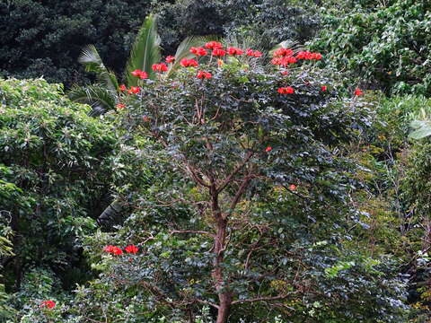 Image of African tulip tree