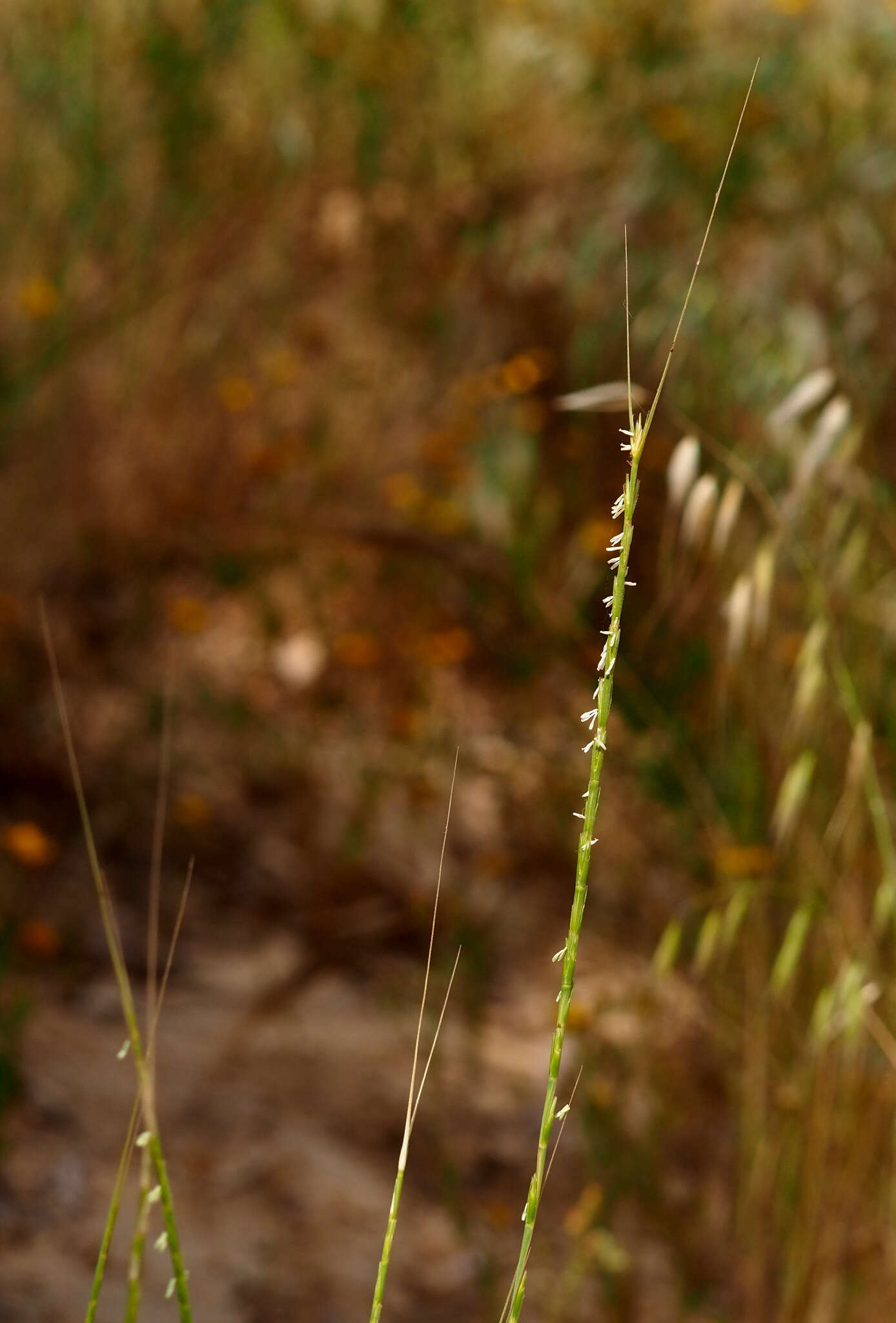 Plancia ëd Aegilops longissima Schweinf. & Muschl.