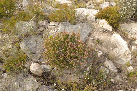 Image of Erica curtophylla Guthrie & Bolus