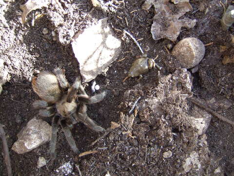 Image of Texas Brown Tarantula