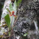 Image of Maxillaria meleagris Lindl.