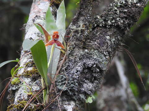 Image of Maxillaria meleagris Lindl.