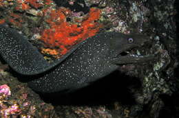 Image of Speckled moray