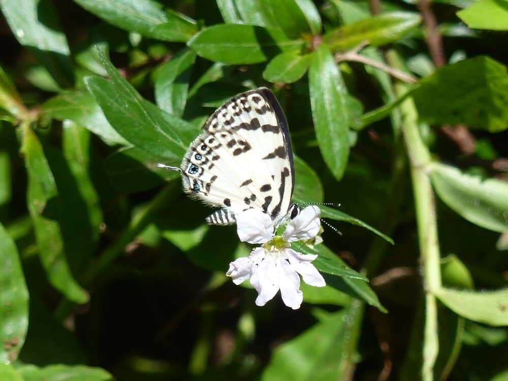 Image of <i>Tuxentius margaritaceus</i>