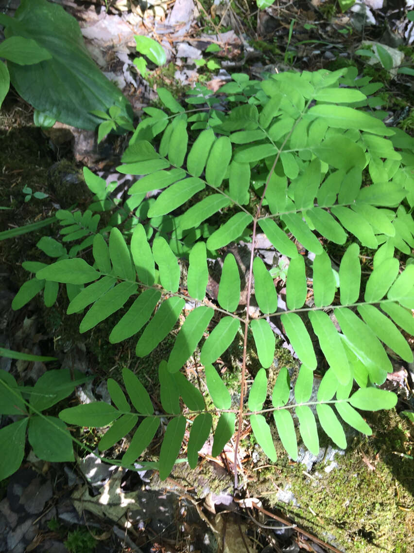 Слика од Osmunda spectabilis Willd.