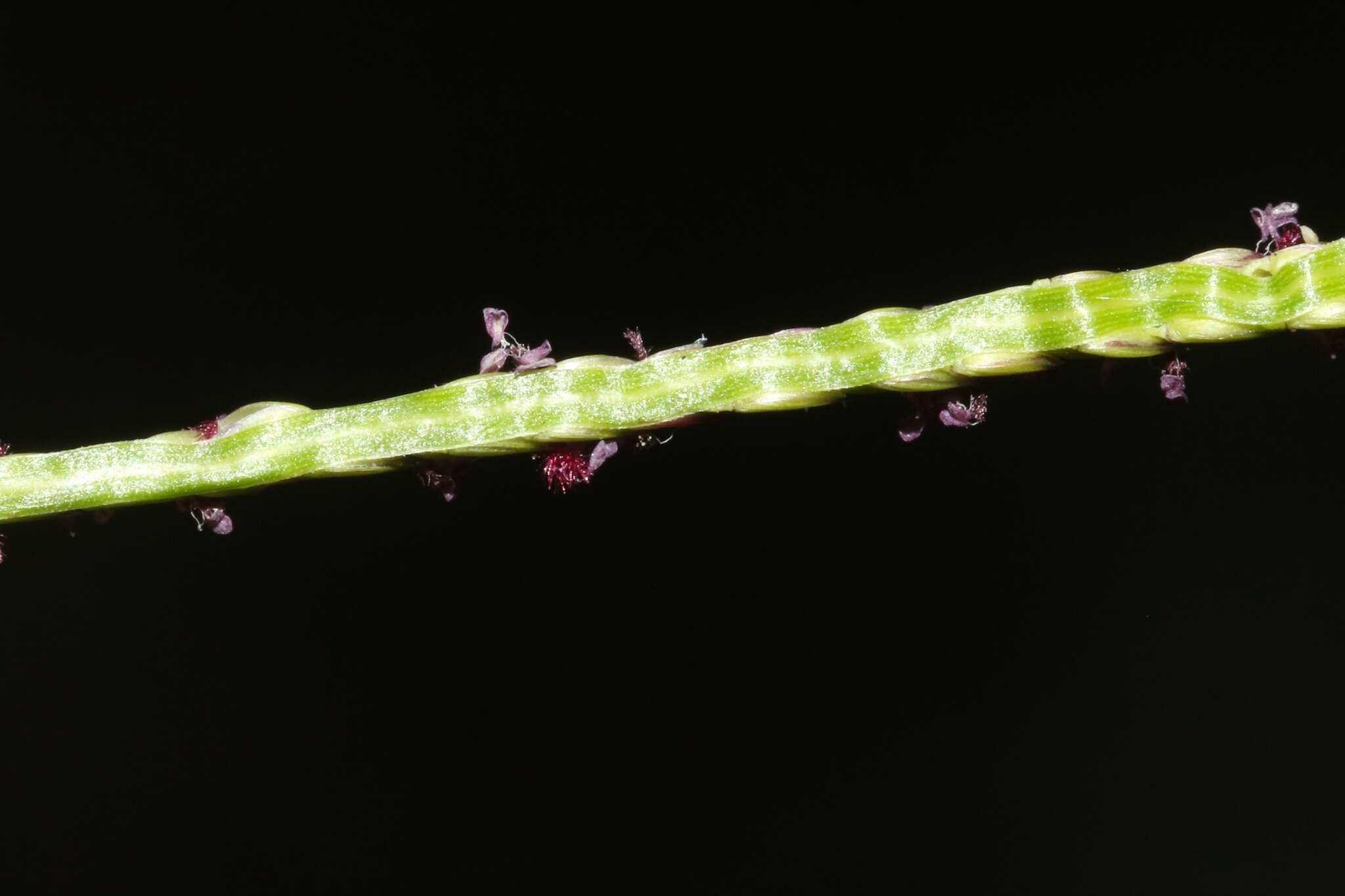 Image of yellow crabgrass