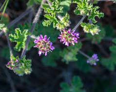 Image of rose scented geranium