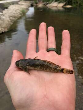 Image of Knobfin sculpin