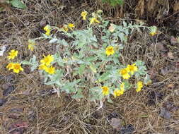 Image of Golden Crownbeard