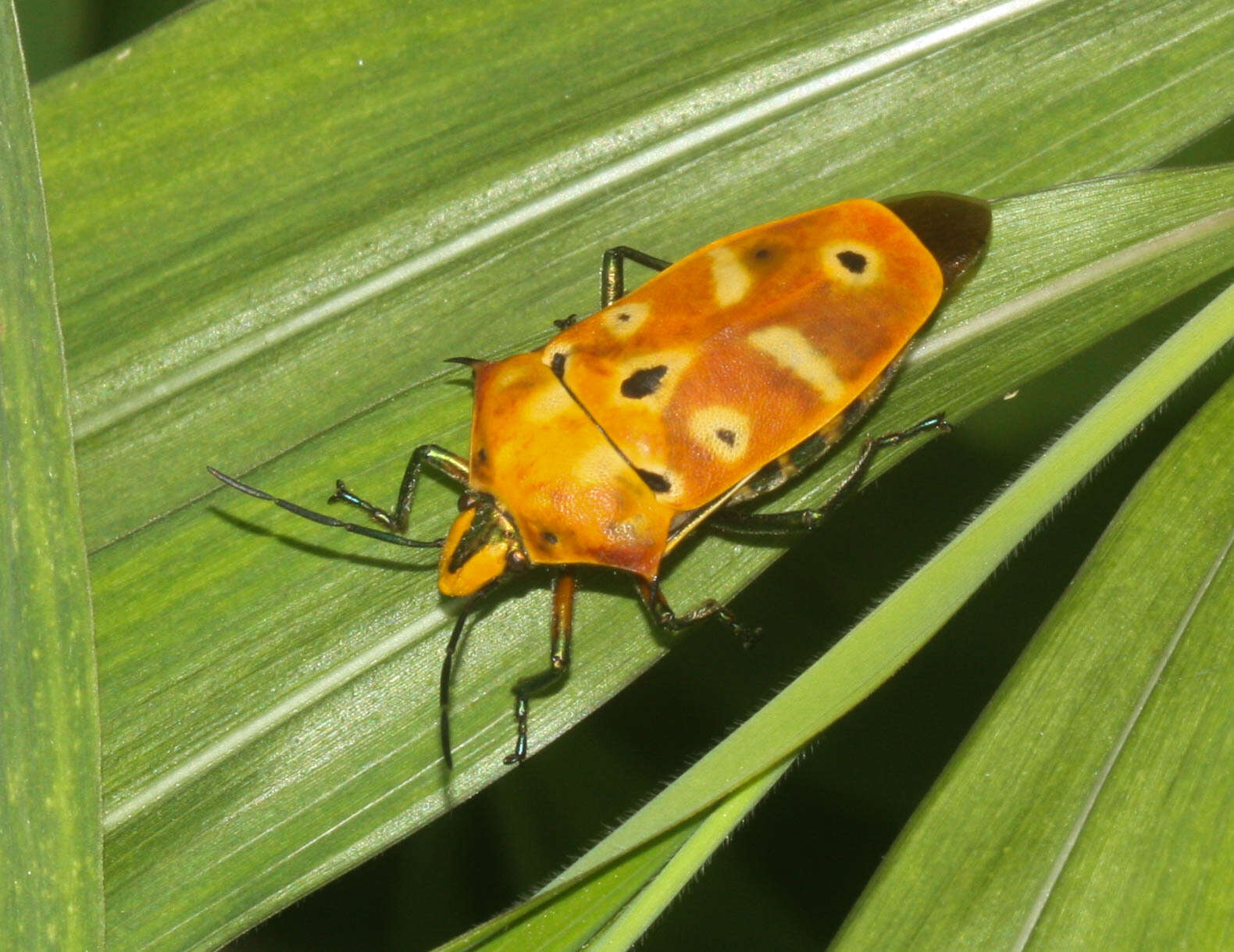 Image of Cantao ocellatus (Thunberg 1784)