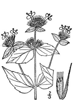 Image of awned mountainmint