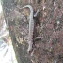 Image of Northern Barsided Skink