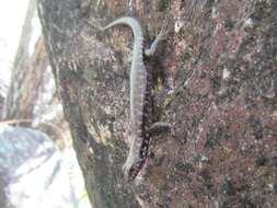 Image of Northern Barsided Skink