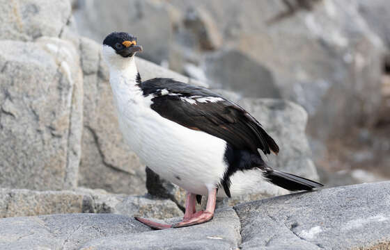 Image of Antarctic Shag