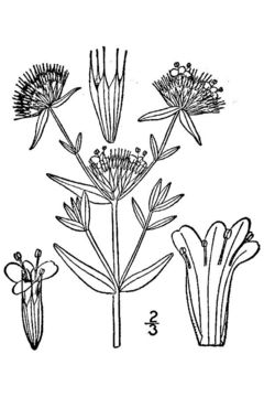 Image of Appalachian mountainmint