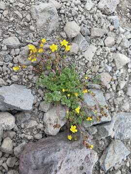 Image of sparseleaf cinquefoil