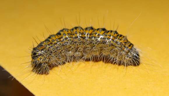 Acronicta tota Grote 1878 resmi