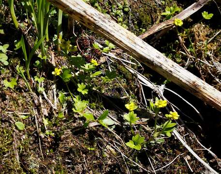 Image of pygmy buttercup