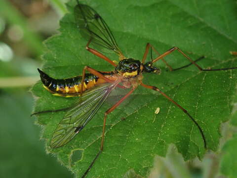 Sivun Ctenophora (Ctenophora) pectinicornis (Linnaeus 1758) kuva