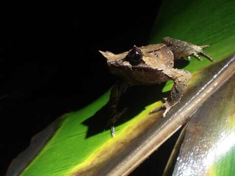 Image of Horned Frog