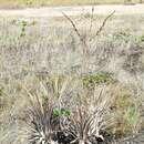 Tillandsia izabalensis Pinzón, I. Ramírez & Carnevali的圖片