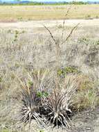 Tillandsia izabalensis Pinzón, I. Ramírez & Carnevali的圖片