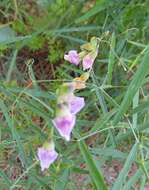 Image of Common Sweet Pea