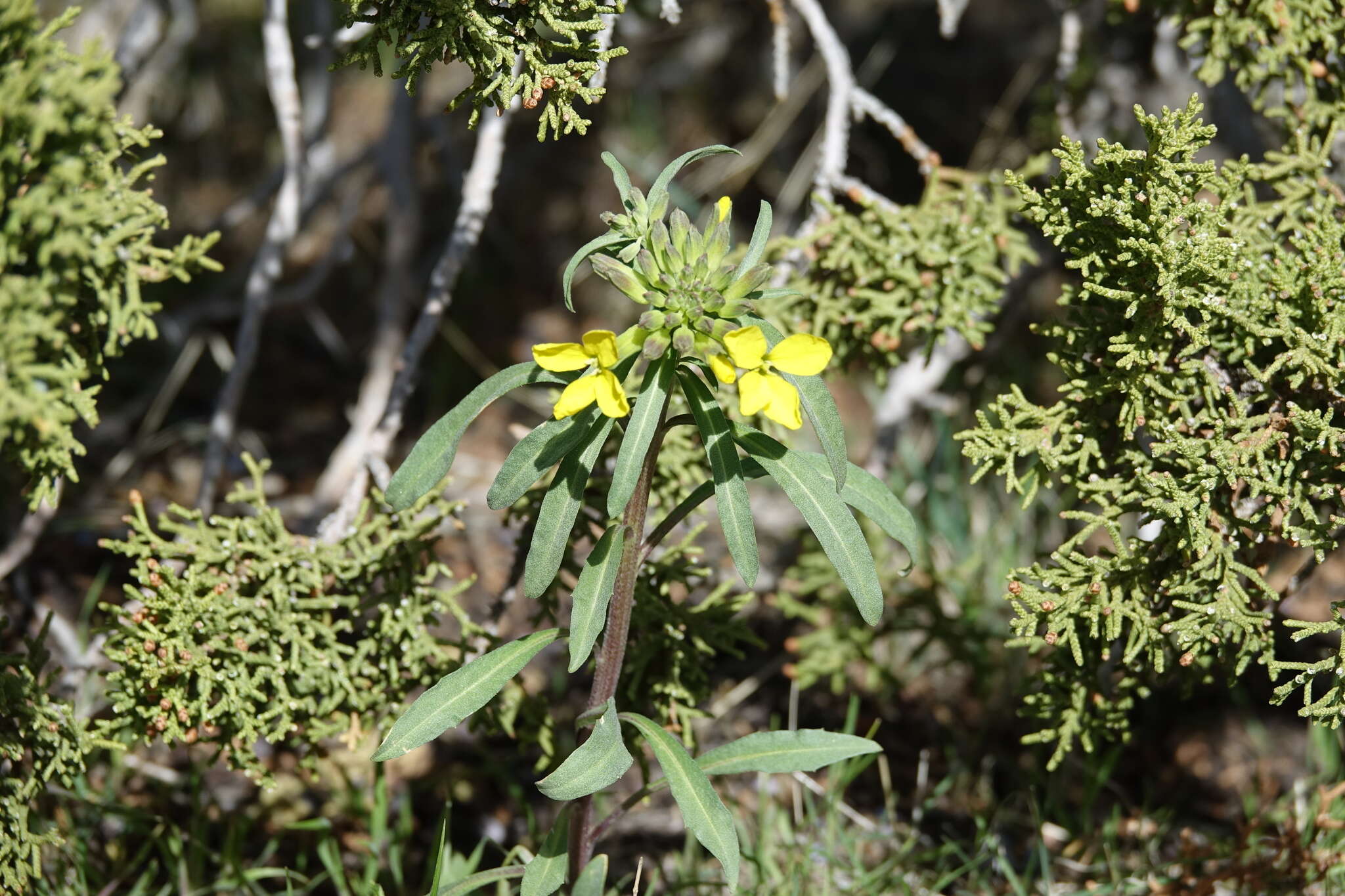 Image of western wallflower