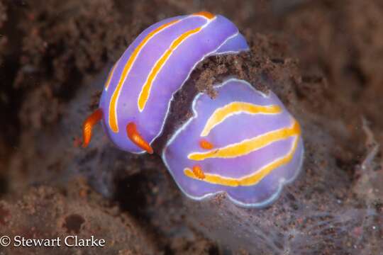 Image de Mexichromis trilineata (A. Adams & Reeve 1850)