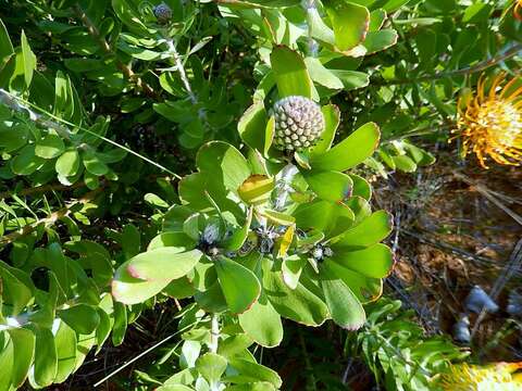 Image of Leucospermum praecox Rourke