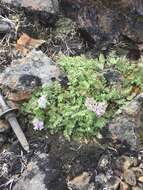 Image of Polemonium villosissimum (Hultén) D. F. Murray & Elven