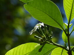 Image of Tabernaemontana alternifolia L.