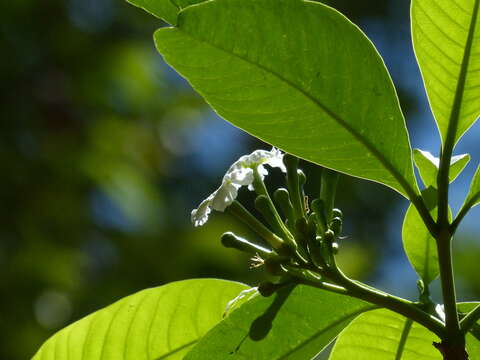 Sivun Tabernaemontana alternifolia L. kuva