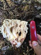 Image of Ramaria rubiginosa Marr & D. E. Stuntz 1974