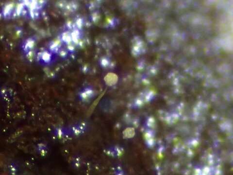 Image of Echinostelium apitectum K. D. Whitney 1980