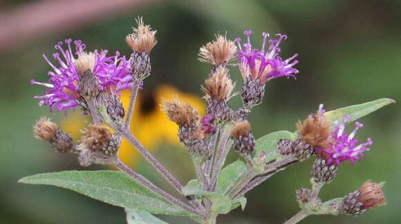 Image of Baldwin's ironweed