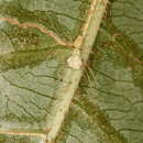Sivun Belisana junkoae (Irie 1997) kuva