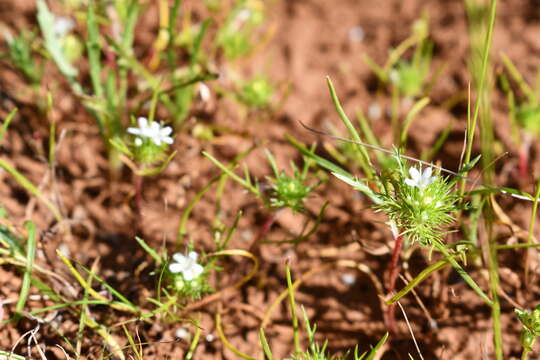 Image of whitehead navarretia