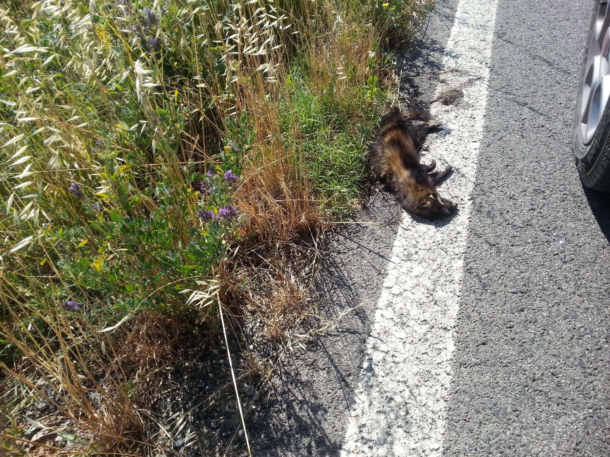 Image of western polecat, polecat