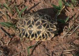 Image of Serrated Tortoise