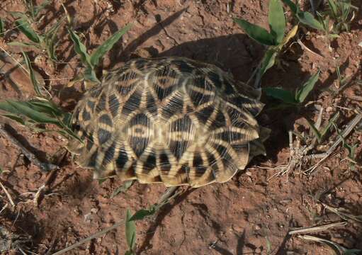 Image of Serrated Tortoise