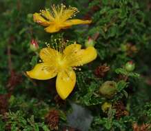 Image of Hypericum balearicum L.